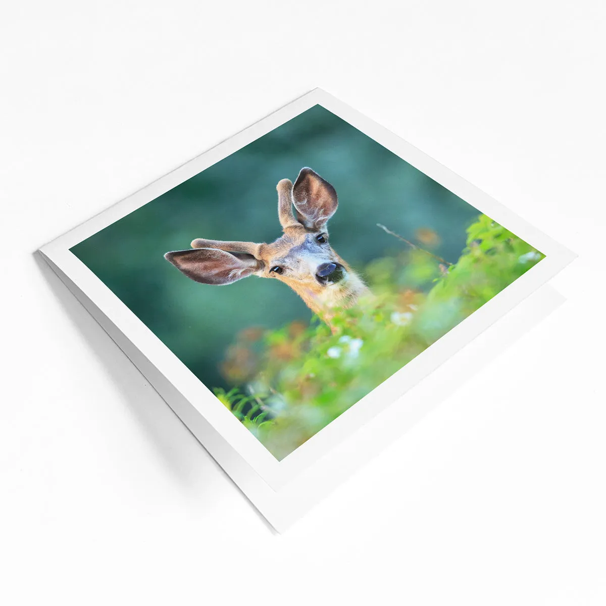 Canadian species greeting card bundle (4 pack)