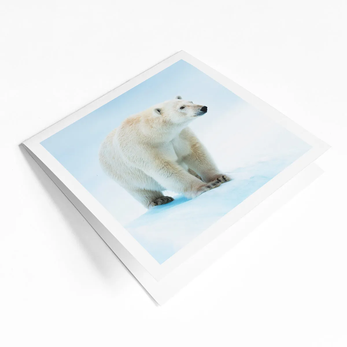 Canadian species greeting card bundle (4 pack)