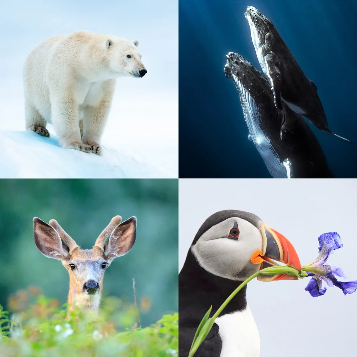 Canadian species greeting card bundle (4 pack)