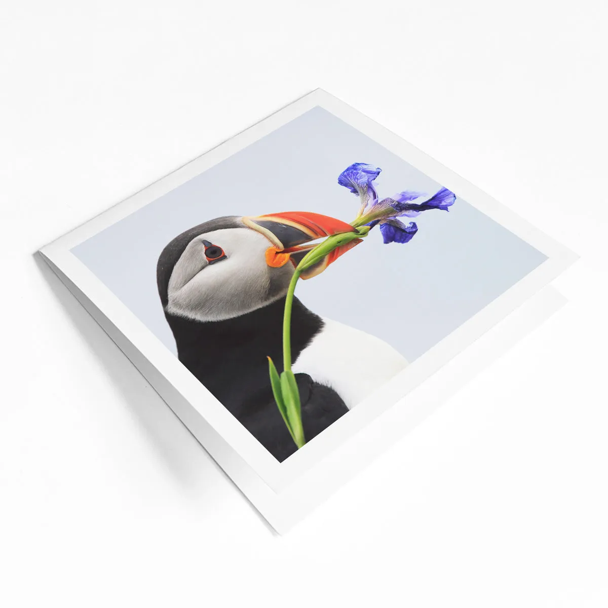 Canadian species greeting card bundle (4 pack)