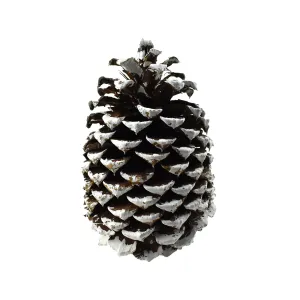 Dried Natural Jeffrey Pine Cone, Natural/White