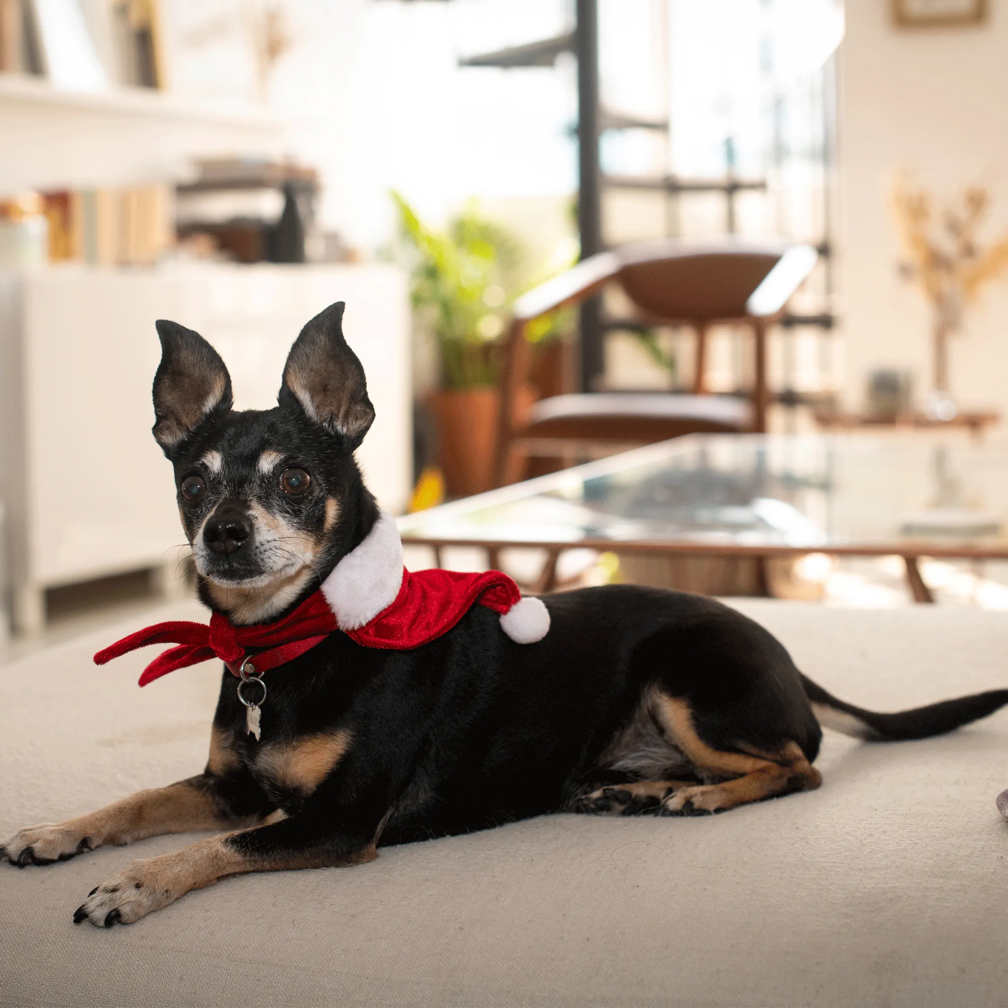 Huxley & Kent St. Nick Holiday Dog Bandana