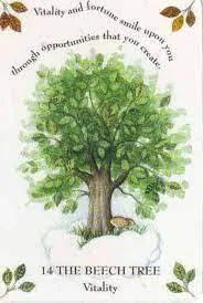 Tree Magick Oracle Deck, The: Includes 52 Cards and a 64-Page Illustrated Book